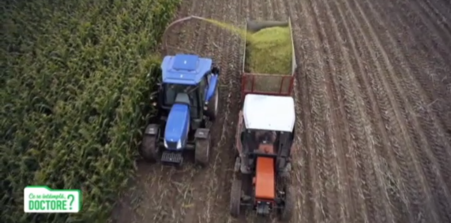 Boala celiacă versus intoleranță la gluten. De ce se confundă cele două boli?