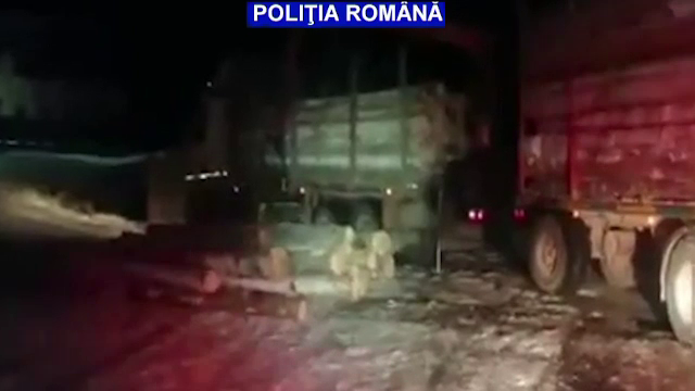 Un bărbat prins în Argeș cu un transport ilegal de lemne și-a chemat mama în ajutor. Ce a urmat