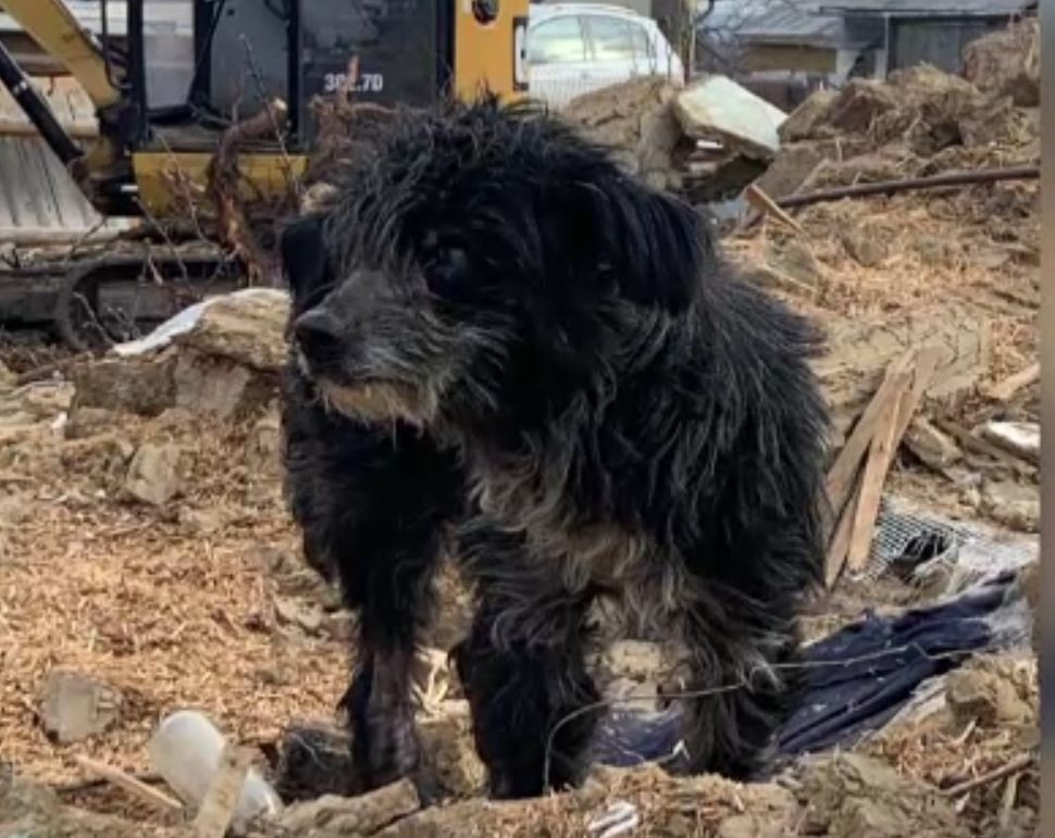 Hachiko de România a păzit casa stăpânilor trei ani după ce aceștia au murit. Acum are parte de o „pensie” liniștită