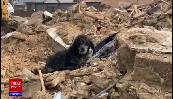 Hachiko de România a păzit casa stăpânilor trei ani după ce aceștia au murit. Acum are parte de o „pensie” liniștită