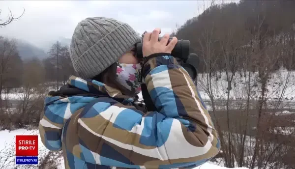 Reapar specii dispărute la noi în țară. Dropia s-a restabilit în vestul țării