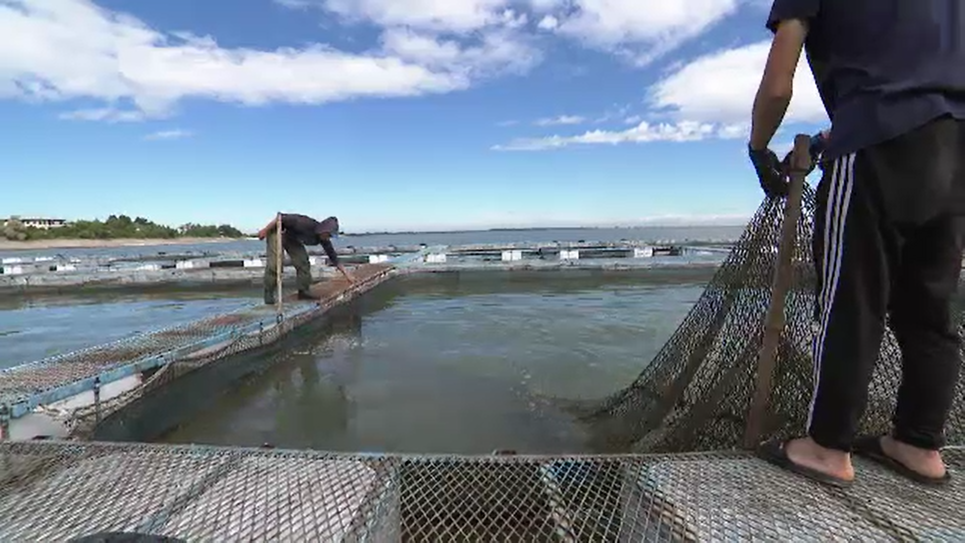 Aproximativ 80% din peștele pe care îl mâncăm vine din alte ţări. De ce importăm atât de mult