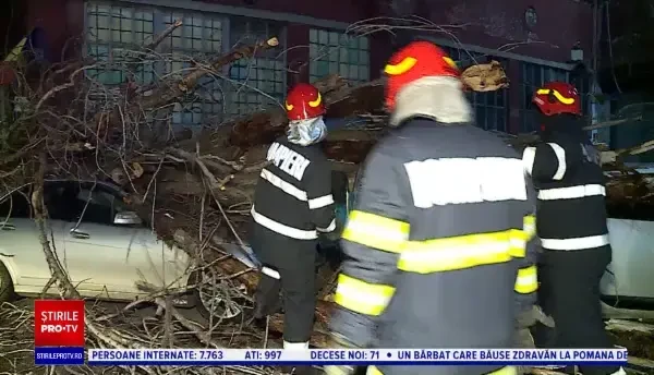 Un copac de mari dimensiuni s-a prăbușit peste 2 mașini în Capitală: „Am crezut că este o glumă”