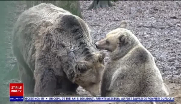 Previziunile meteo ale urșilor de la Grădina Zoologică din Târgu Mureș. Este o veche tradiție