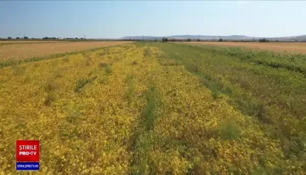 Piața produselor vegane prinde contur în România, în contextul pandemiei de COVID-19