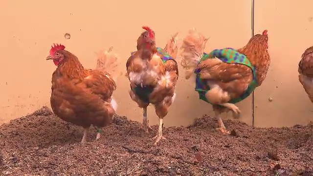 Haine pentru găini. Ideea a fost pusă în practică de o femeie din Germania