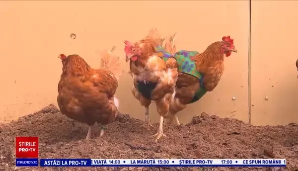 Haine pentru găini. Ideea a fost pusă în practică de o femeie din Germania