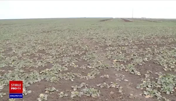 După ani de secetă, rezervele de apă din sol au început să se refacă, în România. Cele mai favorizate zone