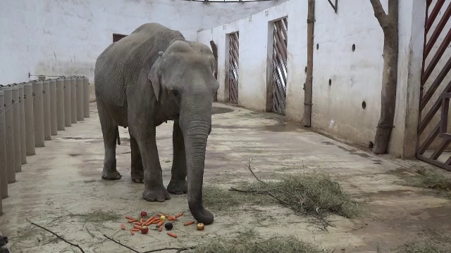 Cei mai bătrâni elefanți din România, sărbătoriți la Târgu Mureș. Ce vârste au