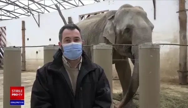 Cei mai bătrâni elefanți din România, sărbătoriți la Târgu Mureș. Ce vârste au