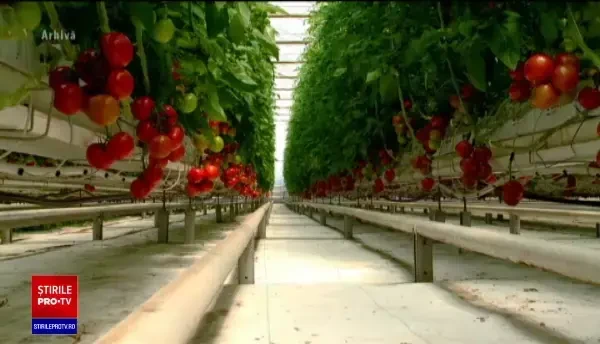 România a "pierdut" mii de soiuri de legume. Cum a ajuns ceapa de Buzău să fie înregistrată de americani