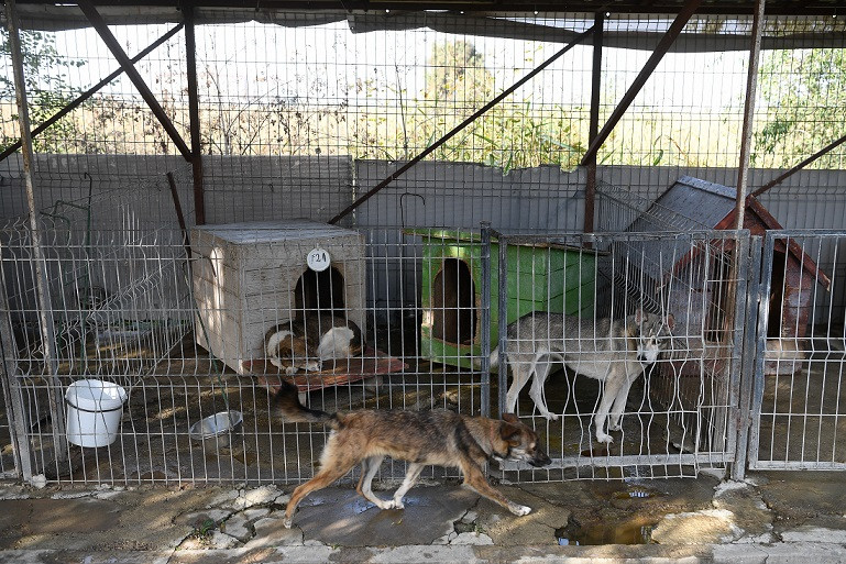 Cei care adoptă mai mult de 2 câini din adăposturi publice vor avea nevoie de acordul vecinilor