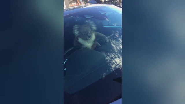 Un koala a provocat un accident cu cinci mașini în Australia. VIDEO