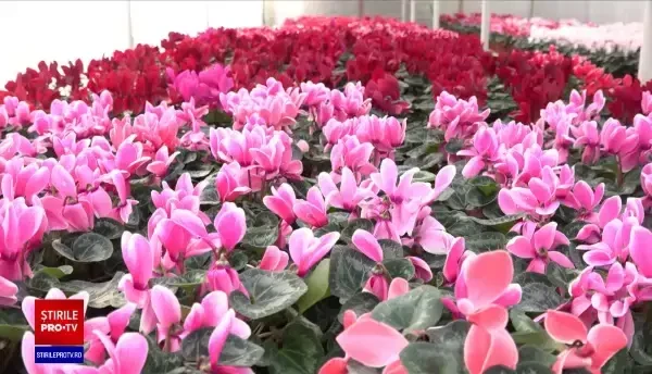 Florarii se pregătesc pentru cea mai profitabilă perioadă din an. La ce preţ au ajuns buchetele