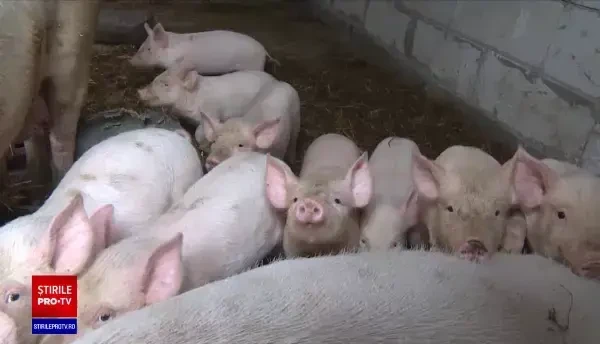 Oamenii nu mai au voie cu mai mult de cinci porci în gospodărie. Ce alte restricții prevede un proiect de ordin