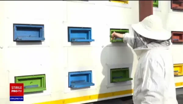 Producție slabă de miere, după vremea capricioasă din 2020: „Nu am întâlnit așa an slab”