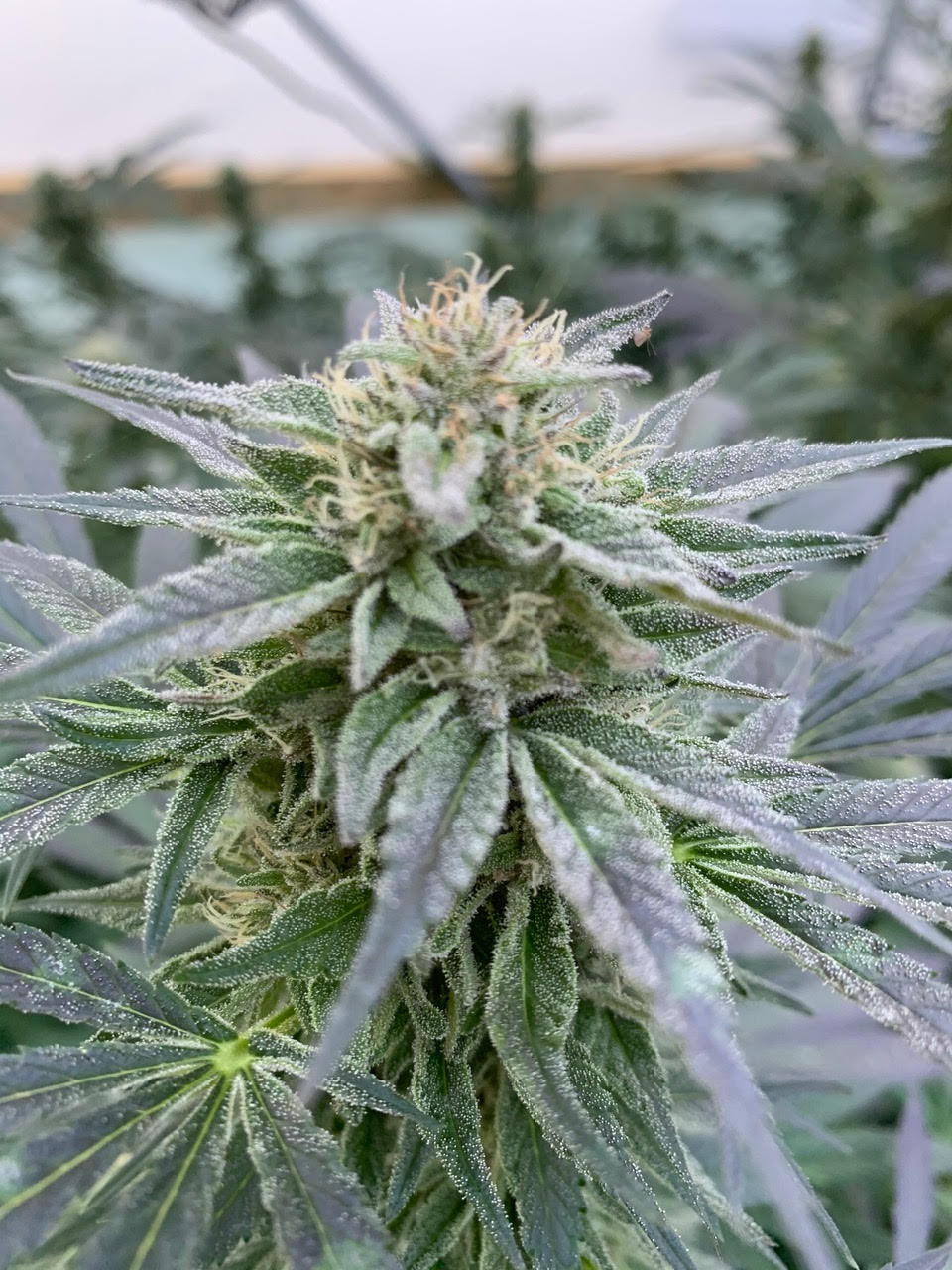 (P) Stresul, depresia și anxietatea pot fi tratate cu ulei CBD! Ce spun studiile