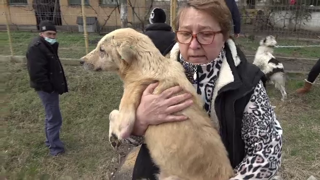 Zeci de câini, ţinuţi în mizerie şi înfometaţi, într-un adăpost insalubru din județul Arad. Imagini revoltătoare