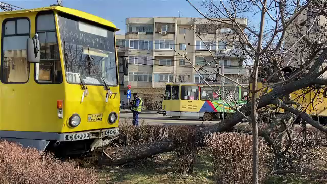 Un tramvai a deraiat de pe șine și s-a oprit într-un pom, din cauza unui șofer care nu a acordat prioritate