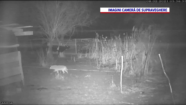 Creaturile care au început să atace gospodăriile localnicilor din Delta Dunării. „Unei surori i-a mâncat doi viței”