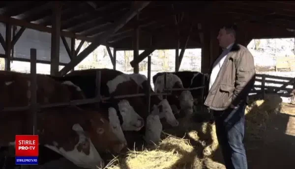 Criza forței de muncă se resimte tot mai mult în rândul crescătorilor de animale din România