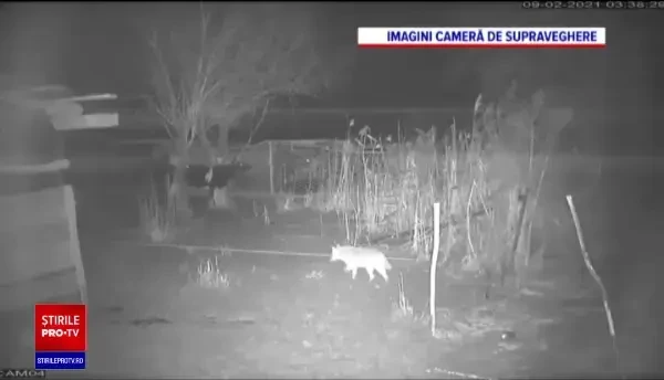 Creaturile care au început să atace gospodăriile localnicilor din Delta Dunării. „Unei surori i-a mâncat doi viței”