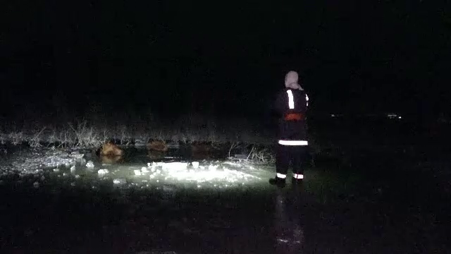 Șase vaci au scăpat de la o fermă din Mureș și au căzut într-un lac înghețat. ”Nu a observat sluga”