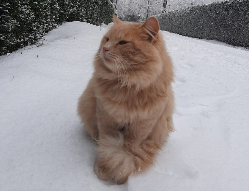 Motanul Zimbrăriei din Neamţ, dispărut de luni, s-a întors acasă