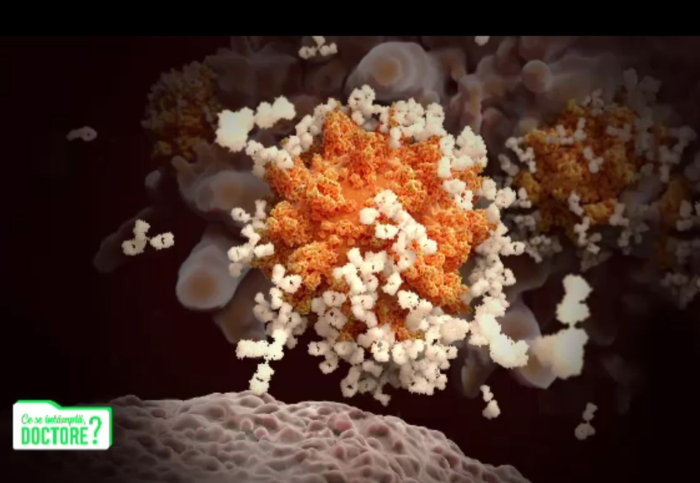 Cât de complicat e sistemul imunitar și cum îl „învață” vaccinul anti Covid să reacționeze