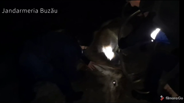 Cerb uriaş, salvat dintr-o râpă unde căzuse în urmă cu câteva zile. Va fi operat şi eliberat