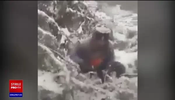 Patru pui de urs scoși din bârlog și aruncați în zăpadă. Ministrul Mediului intervine în cazul ”ursuleților”