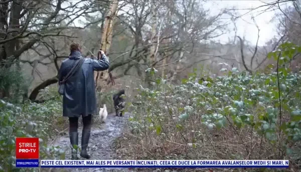 În Marea Britanie, câinii iau lecții de socializare și participă la sesiuni de terapie