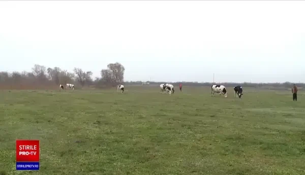 Criza sanitară i-a îndemnat pe fermieri să apeleze la dozatoare pentru a-și vinde laptele