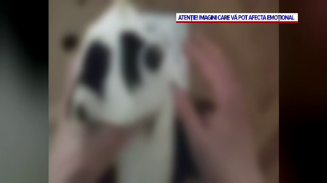 Adolescent din Cluj, dat pe mâna poliției de propriul tată după ce s-a filmat când tortura și omora un pui de pisică