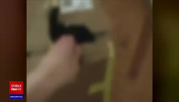Adolescent din Cluj, dat pe mâna poliției de propriul tată după ce s-a filmat când tortura și omora un pui de pisică