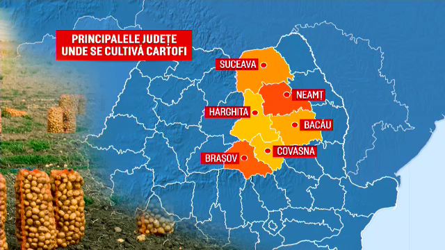 Cum s-a ”prăjit” producţia de cartofi a României. Jumătate din consum vine acum din import