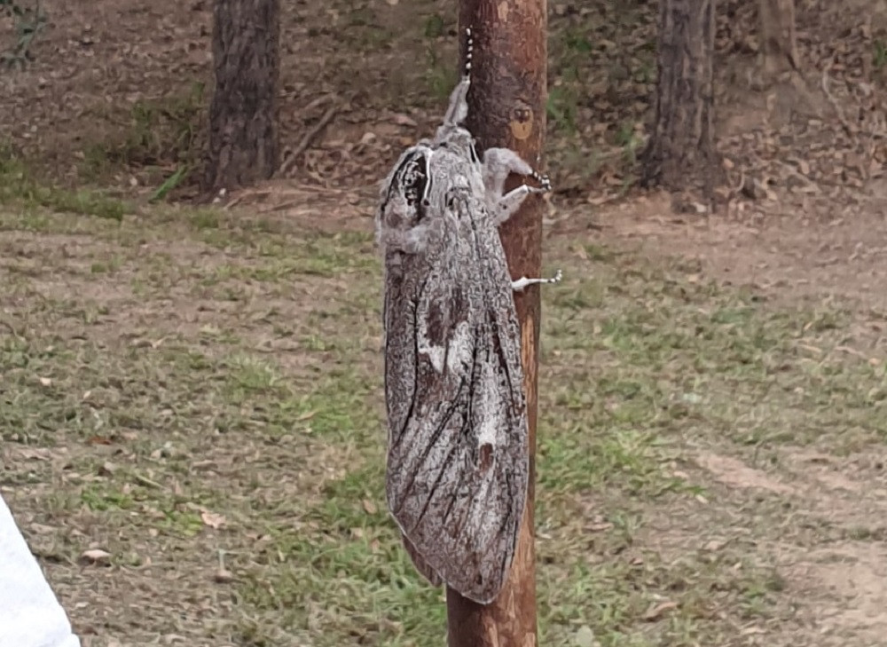 O molie de mărimea unei palme a fost descoperită &icirc;n Australia