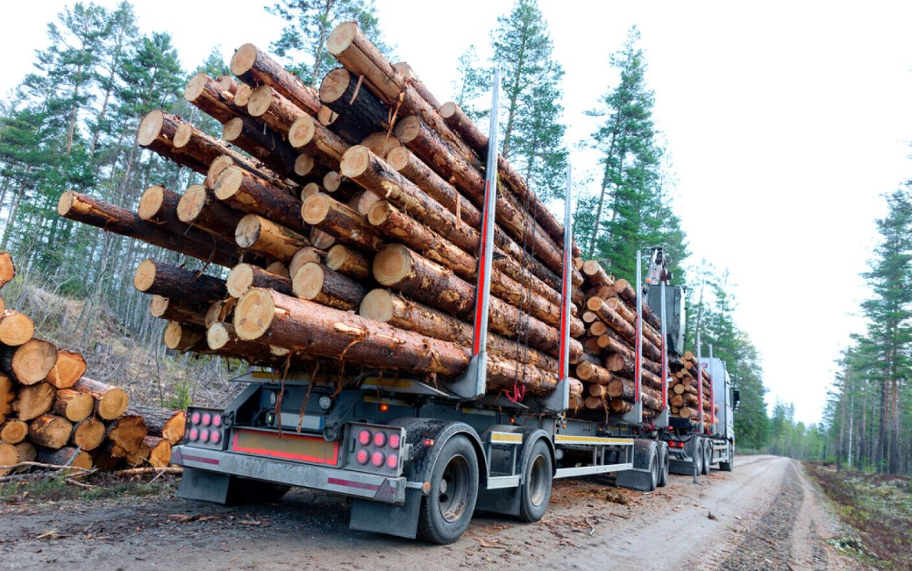 Un decedat figura ca șofer pe 122 de transporturi de lemn, în Dâmbovița