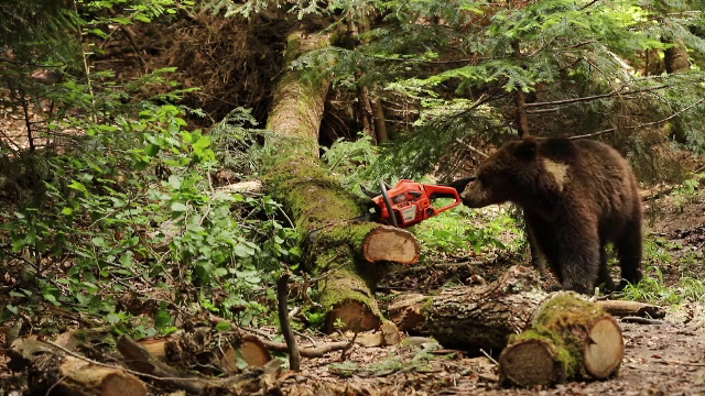 Populația de urși din România va fi evaluată printr-un studiu cu analiză ADN, finanțat de UE