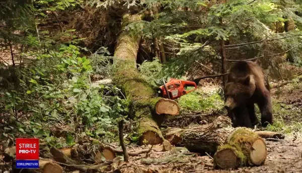 Populația de urși din România va fi evaluată printr-un studiu cu analiză ADN, finanțat de UE