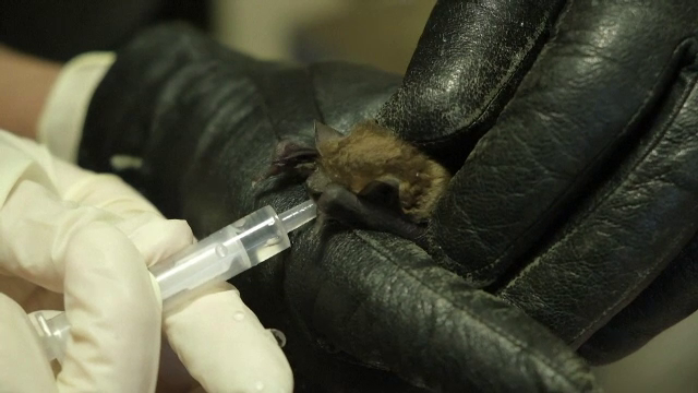 Cum a ajuns o familie din Ucraina să adopte 8 pui de lilieci. Ce nume le-au dat