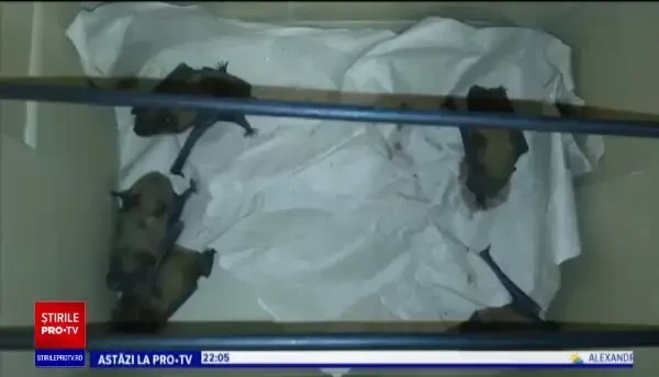 Cum a ajuns o familie din Ucraina să adopte 8 pui de lilieci. Ce nume le-au dat