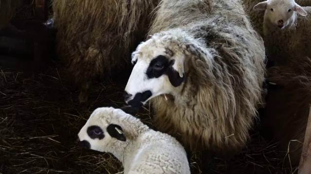 Mieii de Paște vor costa dublu față de anul trecut. Motivul nu are legătură cu pandemia