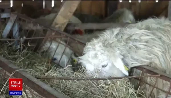 Mieii de Paște vor costa dublu față de anul trecut. Motivul nu are legătură cu pandemia