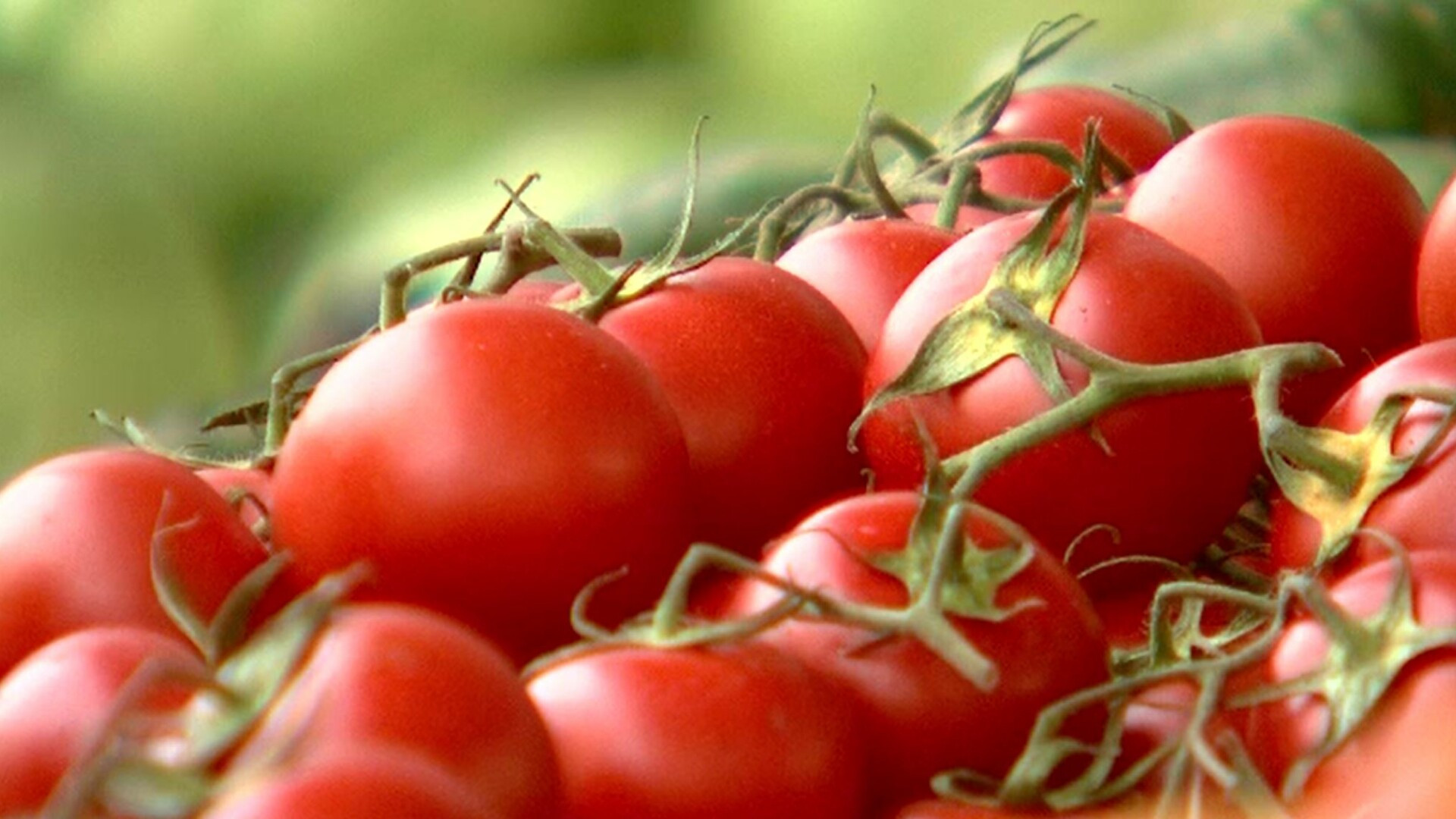 Se extinde programul ''Tomata''. Ce noi legume vor fi incluse