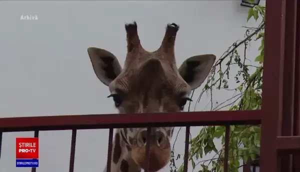 Singura girafă din România a murit. Gina avea 10 ani și a avut parte de un sfârșit groaznic