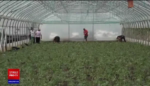 Se extinde programul ''Tomata''. Ce noi legume vor fi incluse