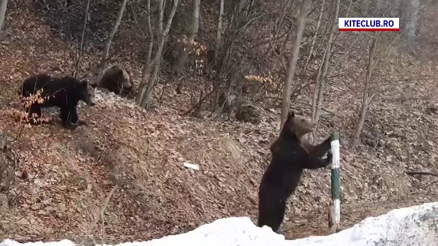 Panică în Sinaia. Trei urși, care și-au făcut apariția la cota 1400, i-au pus în alertă pe jandarmi