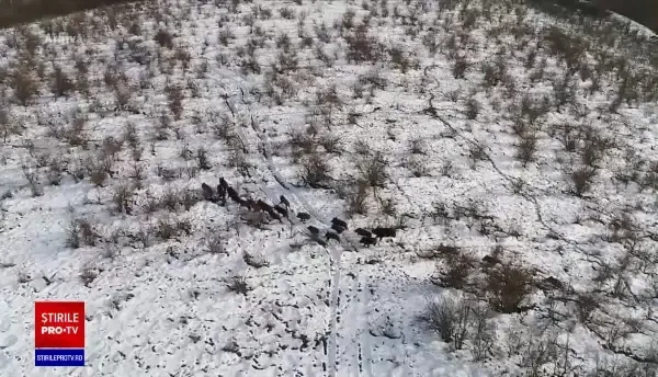 Pesta porcină închide mai multe trasee turistice din judeţul Arad