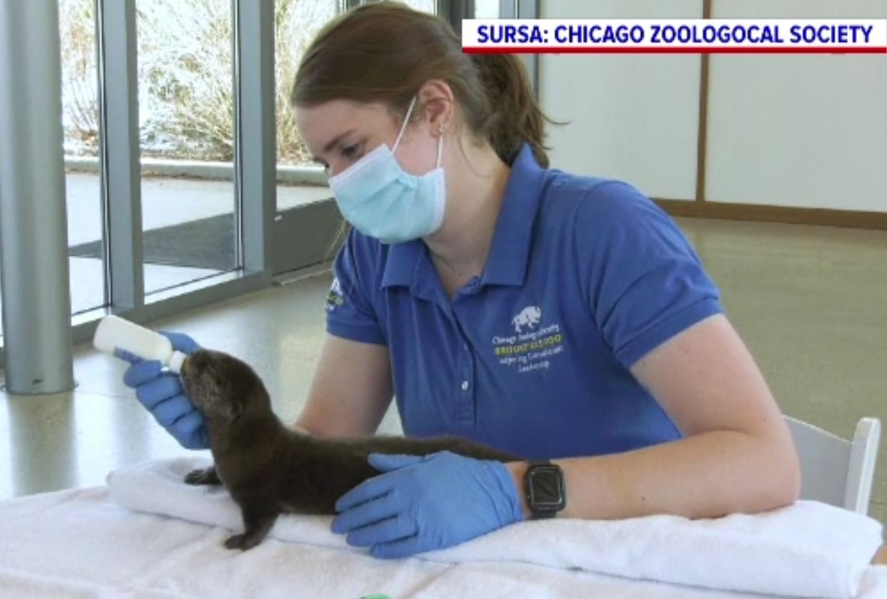 Un pui de vidră răsfățat la grădina zoologică din Chicago. Cum a ajuns în această situație